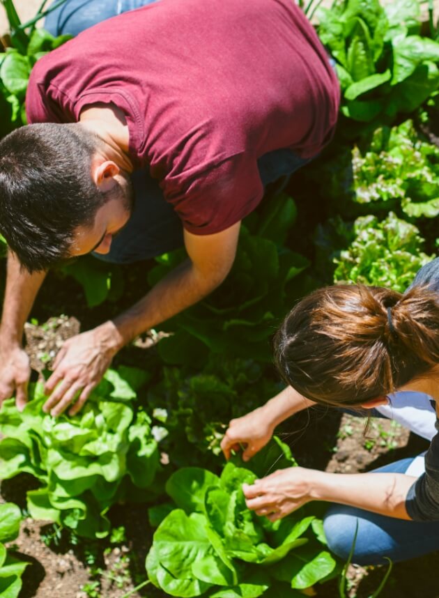 A couple gardening.